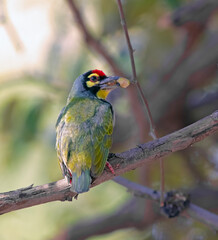 Coppersmith barbet on a tree branch