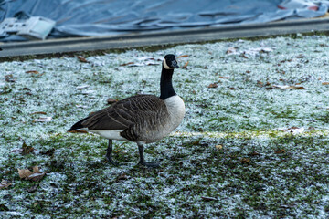 Canadian goose on grass field with snow
