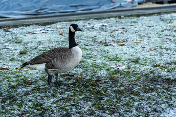 Canadian goose on grass field with snow