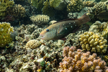 Bullethead Parrotfish (Chlorurus spilurus), Red Sea, Marsa Alam, Abu Dabbab Bay, Egypt. Wildlife underwater photography.
