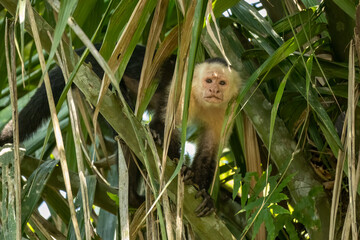 White-faced capuchin (Cebus capucinus), wildlife photography, Boca Tapada, Costa Rica.