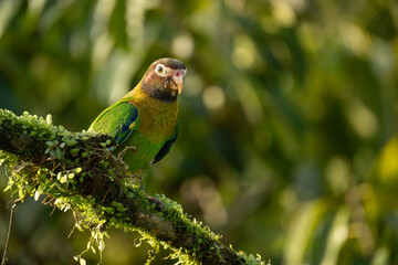 Brown-hooded parrot (Pyrilia haematotis), Boca Tapada, Costa Rica. Wildlife photography.