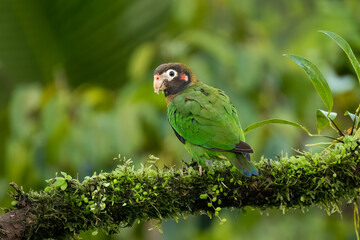 Brown-hooded parrot (Pyrilia haematotis), Boca Tapada, Costa Rica. Wildlife photography.