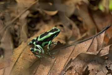 Green-and-black poison dart frog (Dendrobates auratus), widlife photography, Costa Rica. Cahuita national park.