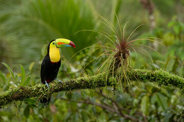 Keel-billed toucan (Ramphastos sulfuratus), Costa Rica, Boca Tapada. Wildlife photography.