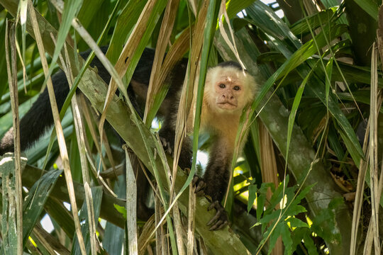 White-faced capuchin (Cebus capucinus), wildlife photography, Boca Tapada, Costa Rica.