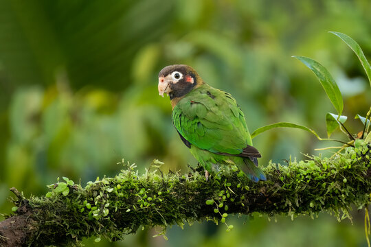 Brown-hooded parrot (Pyrilia haematotis), Boca Tapada, Costa Rica. Wildlife photography.