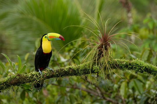 Keel-billed toucan (Ramphastos sulfuratus), Costa Rica, Boca Tapada. Wildlife photography.
