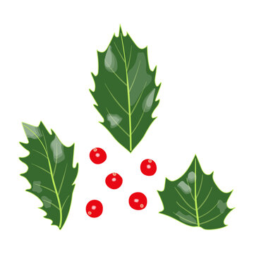Set of green leaves and red holly berries on a transparent and white background. Isolated christmas elements for design decoration. Festive realistic vector illustration in flat cartoon style.