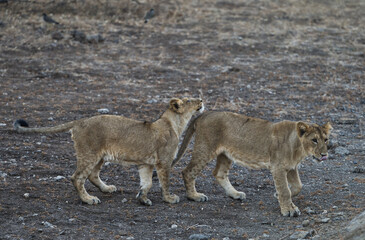 Obraz na płótnie Canvas lion cubs playing with each other