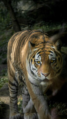 Tiger mit leuchtenden Augen