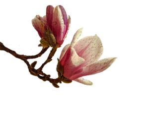 flower flowers water drops sea spa magnolia pink spring nature enviroment