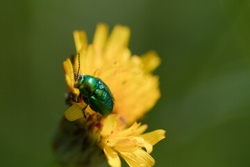Cétoine dorée
