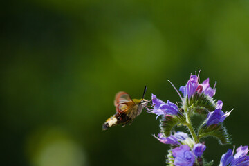 sphinx papillon colibri butinant une vipérine