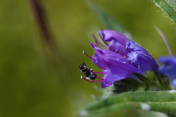 Fourmi sur une vip&eacute;rine