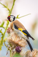 European goldfinch, feeding on the seeds of thistles. Carduelis carduelis.