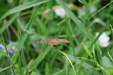frog on a leaf