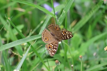 butterfly on a green grass
