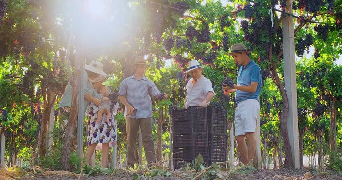 Happy family of grape growers cutting and picking ripe grape bunches from vines during wine harvest season in vineyard. Family business concept