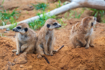 A group of cute meerkats. Meerkat Family are sunbathing.
