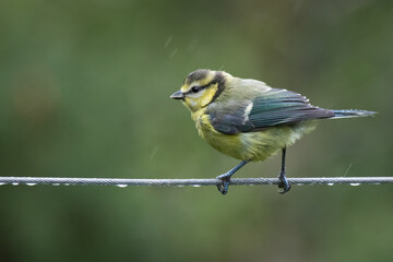 A close up of a juvenile blue tit as it perches on a wire rope in the rain.