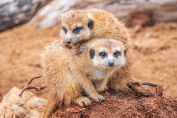 A group of cute meerkats. Meerkat Family are sunbathing.