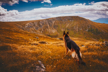 German shepherd dog in a mountain environment during the summertime, vacation, holidays
