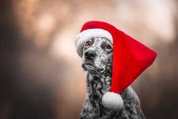 mix breed dog wearing a santa claus hat, christmas time, santa claus, holiday, vacation