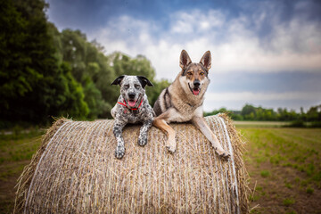 Couple of dogs laying on a bale of hay in a summer day