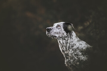 Portrait of a mix breed dog on a green background, close up, empty space