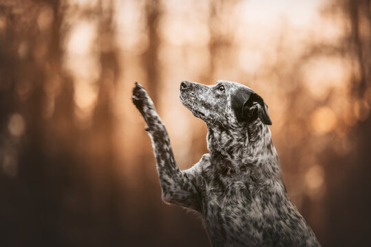 Mix breed dog brack and white waving her paw on a delightful bokeh