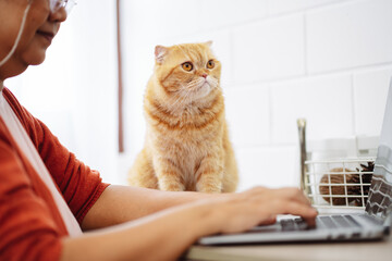 Happy asian senior mature woman working with laptop computer with cute cat.