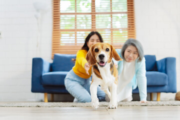 Happy asian senior woman retirement and daughter enjoying her dog pet in the home, Friendship pet...