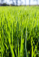 Rice field of Vegas Altas del Guadiana, Badajoz, Spain