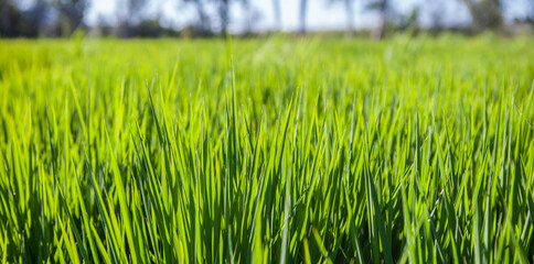 Rice field of Vegas Altas del Guadiana, Badajoz, Spain