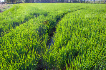 Rice field of Vegas Altas del Guadiana, Badajoz, Spain