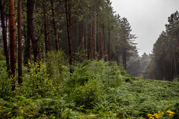 Obraz premium forest in autumn