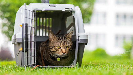 Calm confident gray tabby cat lies in a carrier on green grass outdoors. 