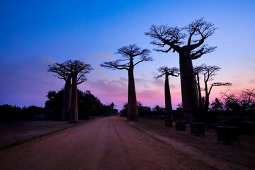 Fototapeta na wymiar The silhouette of Baobab Avenue as Sunset scene with Baobab trees in Morondava ,Madagascar