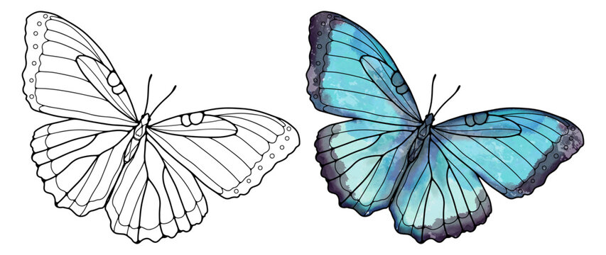 Butterfly contour and colored blue butterfly on a white background. Butterfly for decor, wallpapers, coloring books, pattern making and various designs