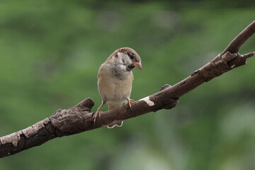 Close-up of bird perching on branch common house sparrow