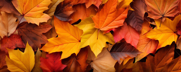 Naklejka na ściany i meble autumn colorful leaves background with maple leaves. banner