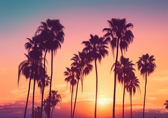Naklejka na ściany i meble sunset background of palm forest