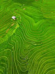 Rice terraces in northern Vietnam