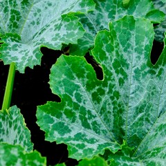 Zucchini leaves 'black beauty'