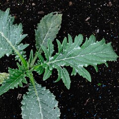 Cynara cardunculus 'imperial star'