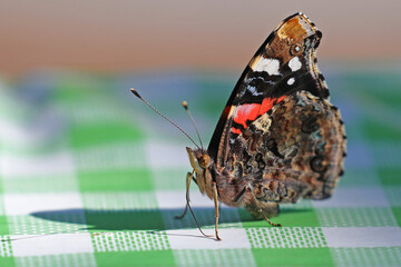 Red admiral butterfly in summer very close up Latin vanessa atalanta on a check tablecloth in Italy