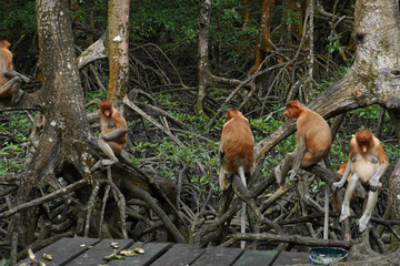 proboscis monkey