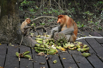 proboscis monkey