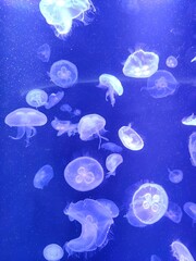 jellyfish in the blue sea © Napat